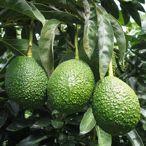 Creamy Avocado Tree Growing Kit