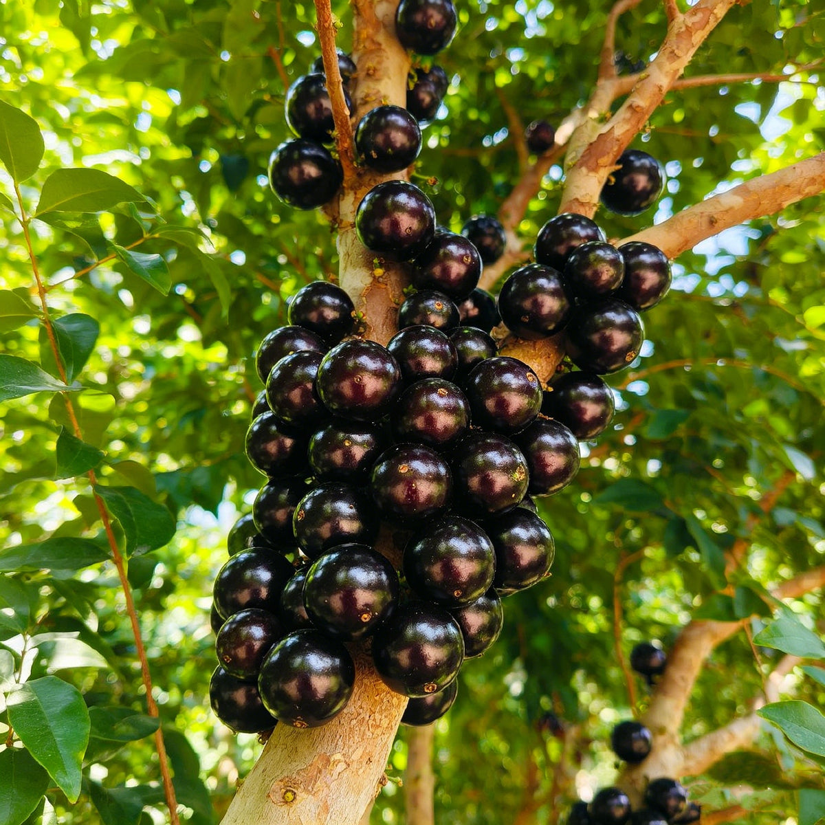 Jaboticaba Exotic Fruit Plant Starter for Home Garden