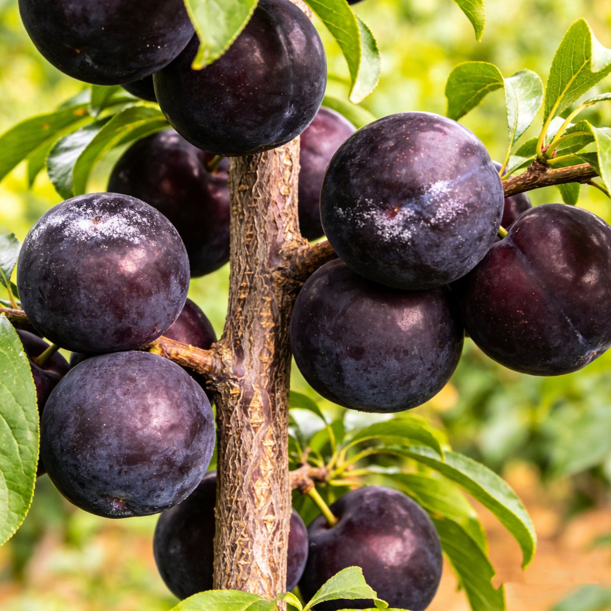 Plum Growing Kit – Sweet Fruit Tree for Home Garden