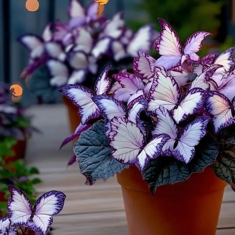 Butterfly Leaf Hosta – Shade-Loving Perennial for Garden