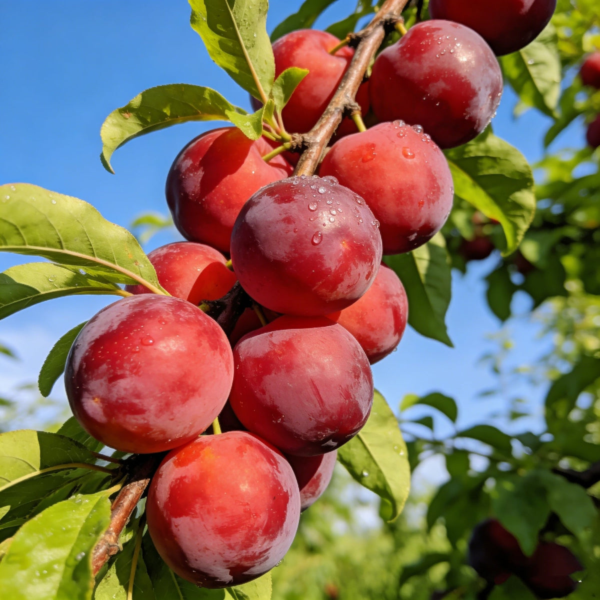 Plum Growing Kit – Sweet Fruit Tree for Home Garden