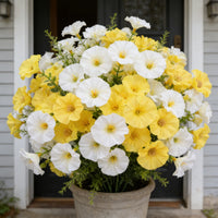 Yellow+White