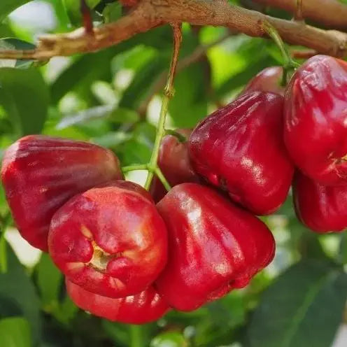 Wax Apple Fruit Growing Kit