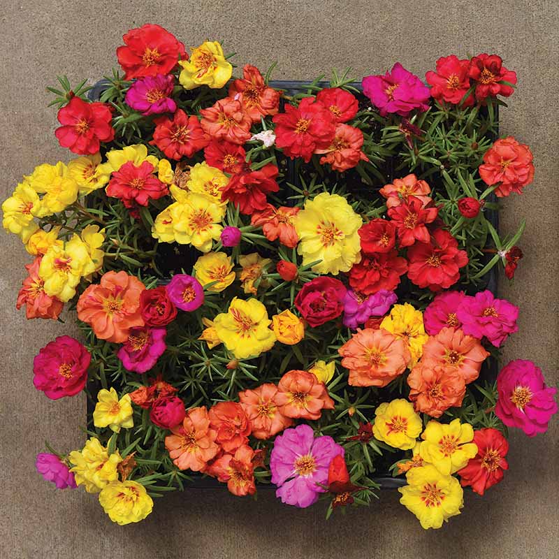 5000Pcs Double-Flower Moss Rose Mix