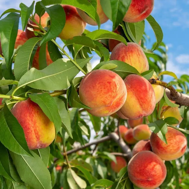 Ultra-Sweet Juicy Peach Tree Planting Kit