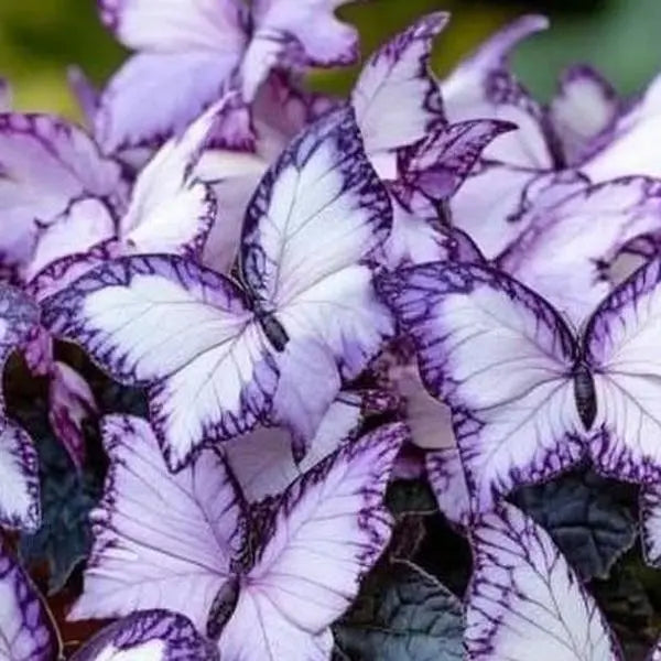 Butterfly Leaf Hosta – Shade-Loving Perennial for Garden