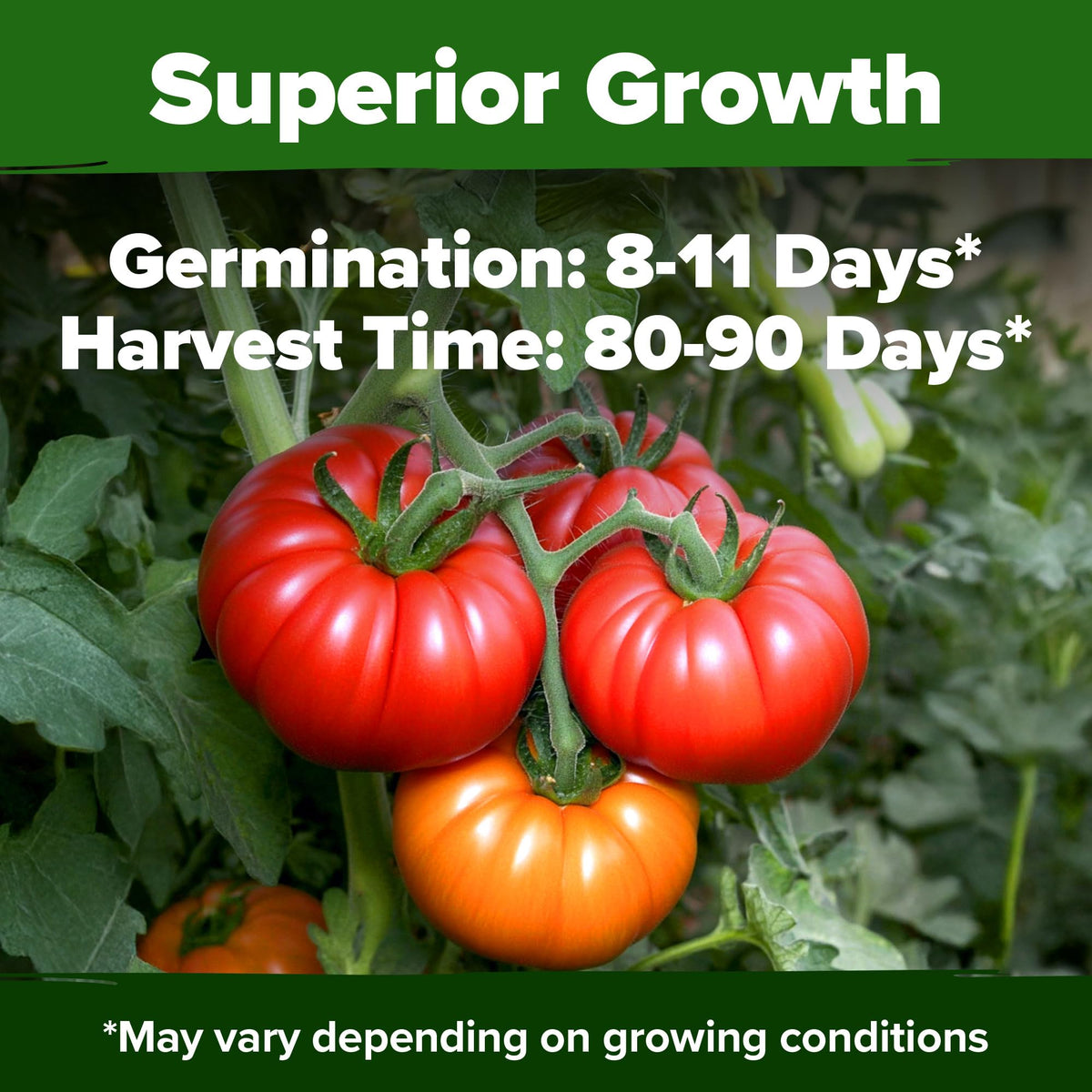 Beefsteak Tomato Grow Pack – 300 Heirloom Tomatoes for Your Garden