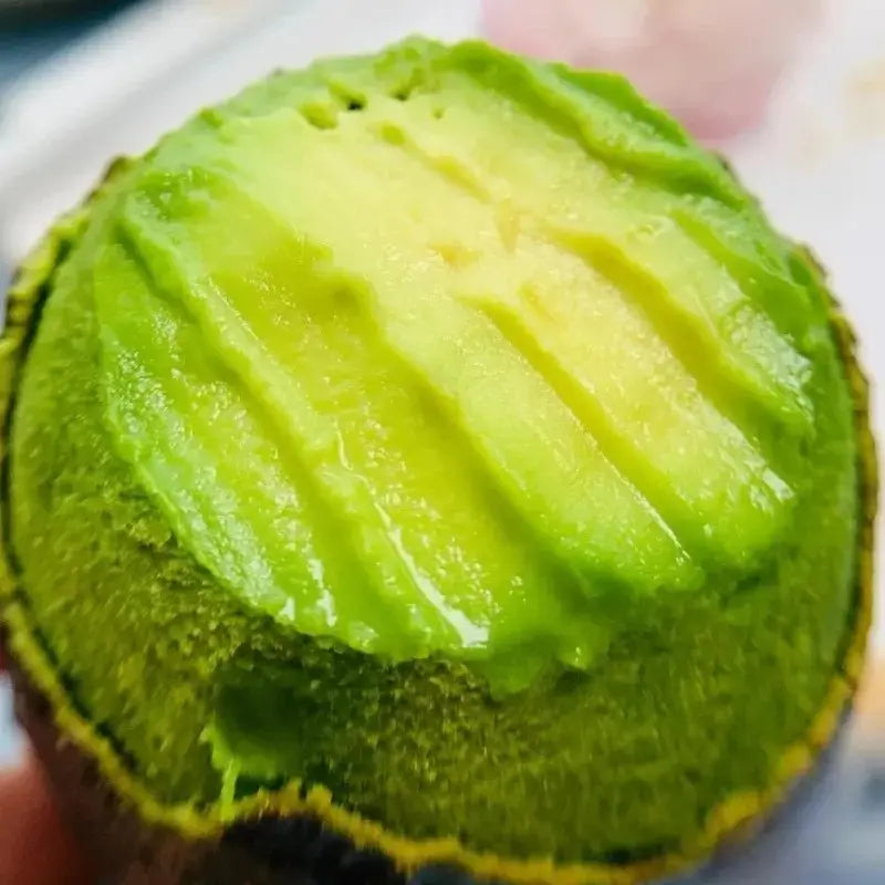 Creamy Avocado Tree Growing Kit