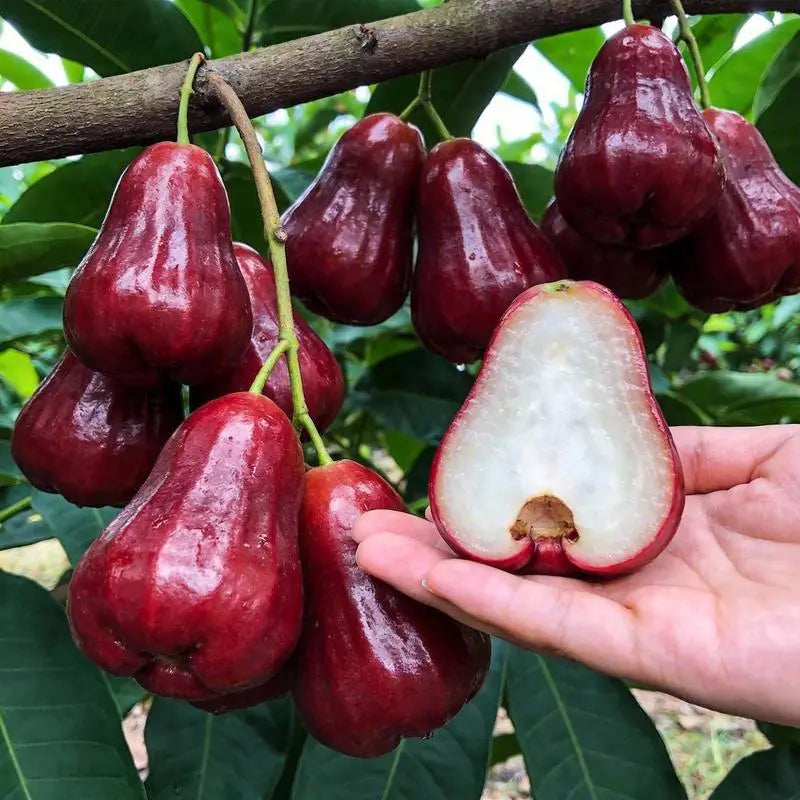 Wax Apple Fruit Growing Kit