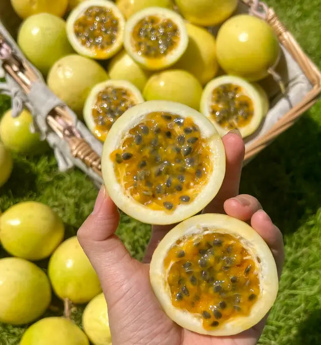 Exotic Passion Fruit Growing Kit