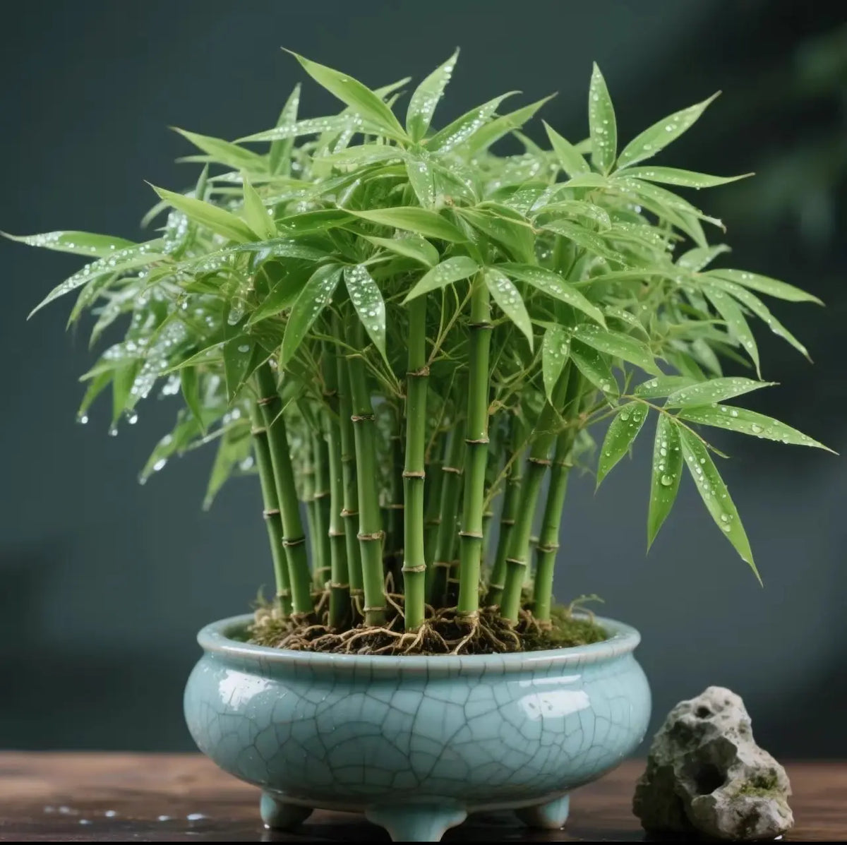 Lucky Bamboo Cypress Grow Pack