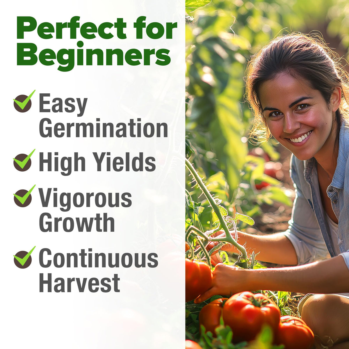 Beefsteak Tomato Grow Pack – 300 Heirloom Tomatoes for Your Garden