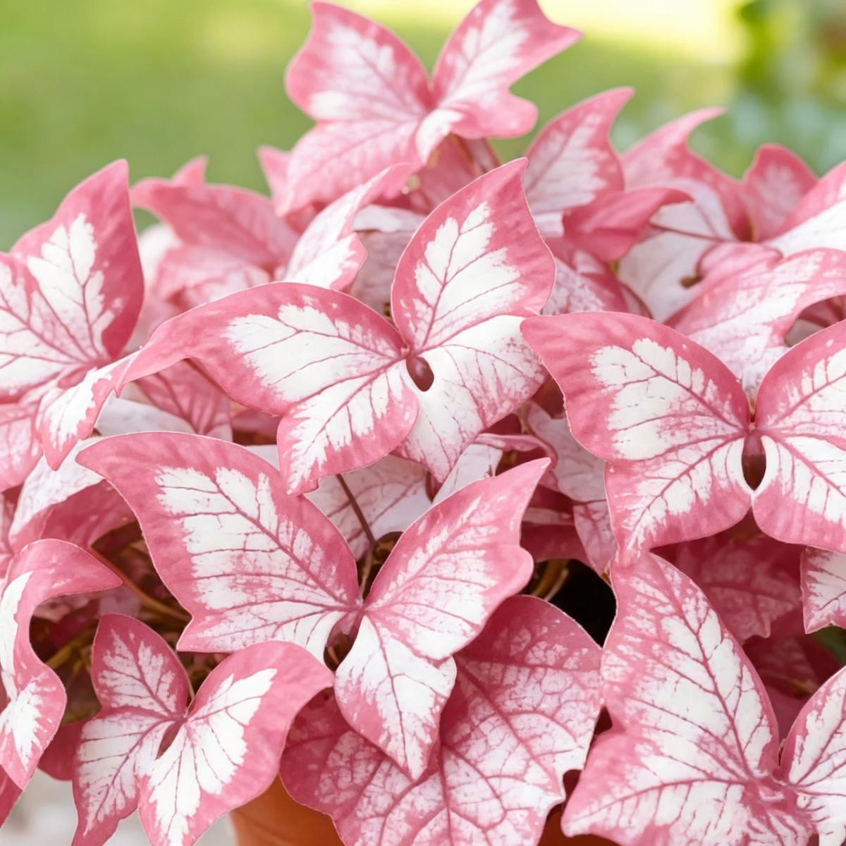 Butterfly Leaf Hosta – Shade-Loving Perennial for Garden