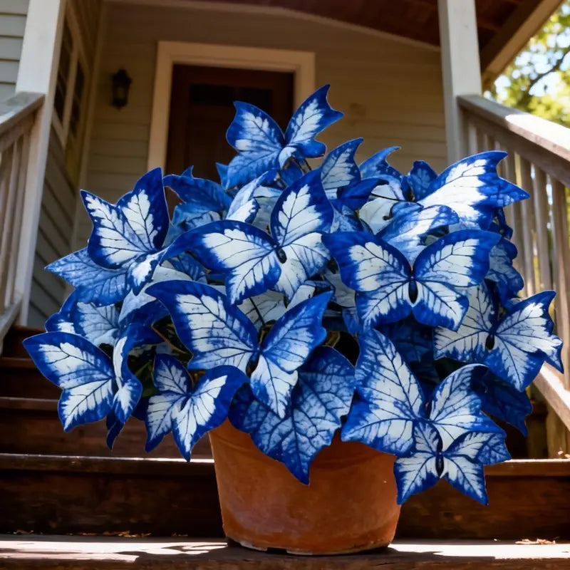 Butterfly Leaf Hosta – Shade-Loving Perennial for Garden