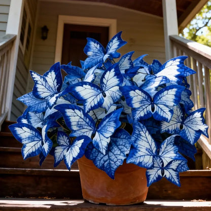 Butterfly Leaf Hosta – Shade-Loving Perennial for Garden