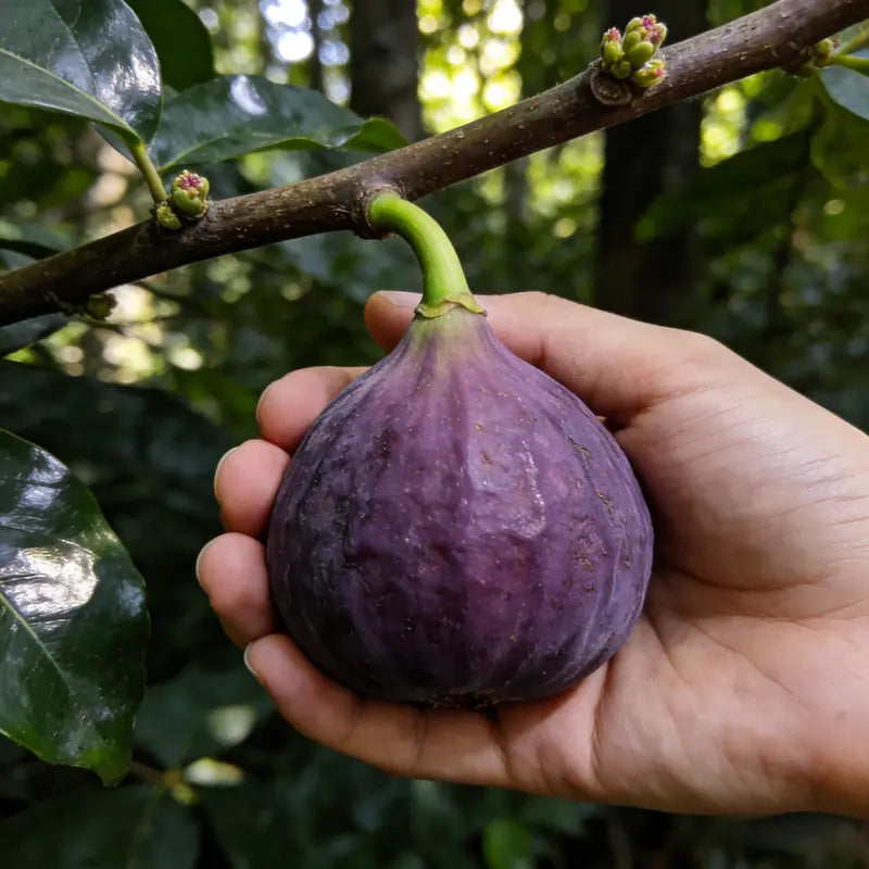 Sweet Honey Fig Home Garden Kit
