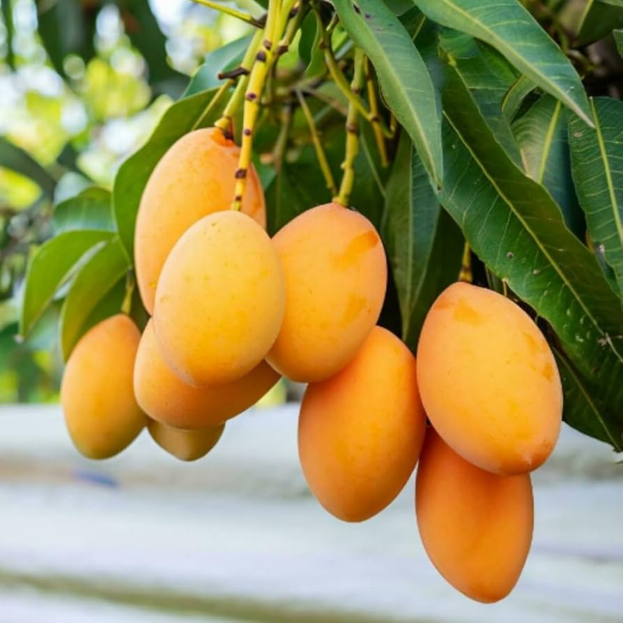 10PCS Extra-Sweet Superior Pink Mango for Plant