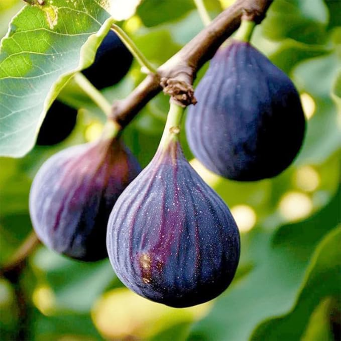 Sweet Honey Fig Home Garden Kit