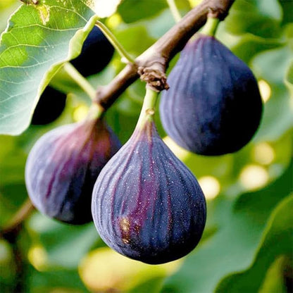 Sweet Honey Fig Home Garden Kit