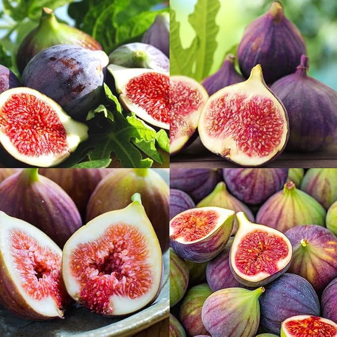 Sweet Honey Fig Home Garden Kit
