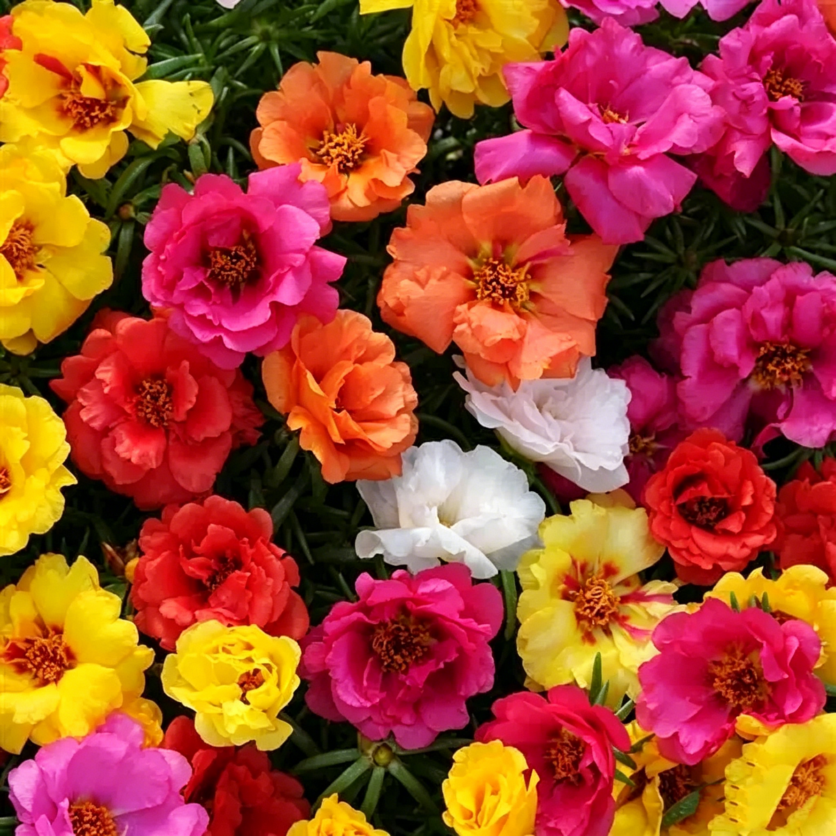 5000Pcs Double-Flower Moss Rose Mix