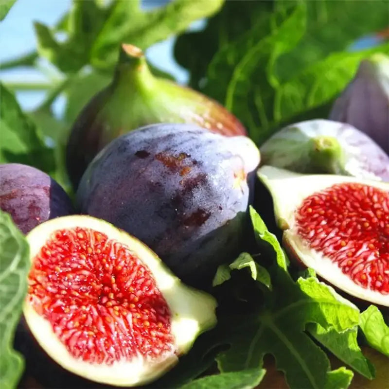 Sweet Honey Fig Home Garden Kit