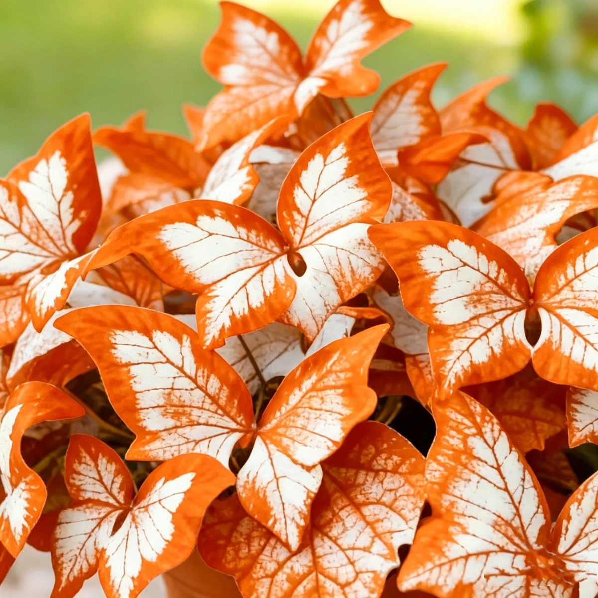 Butterfly Leaf Hosta – Shade-Loving Perennial for Garden