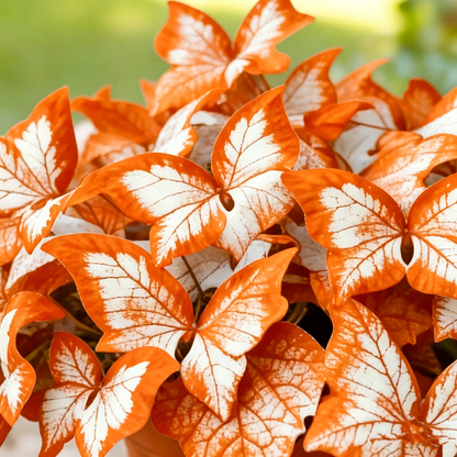 Butterfly Leaf Hosta – Shade-Loving Perennial for Garden