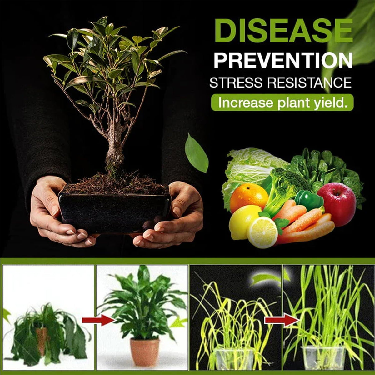 Soil Pro Activator – Organic Bone Meal Fertilizer for Plants