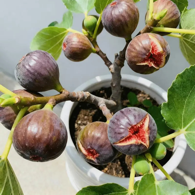 Sweet Honey Fig Home Garden Kit