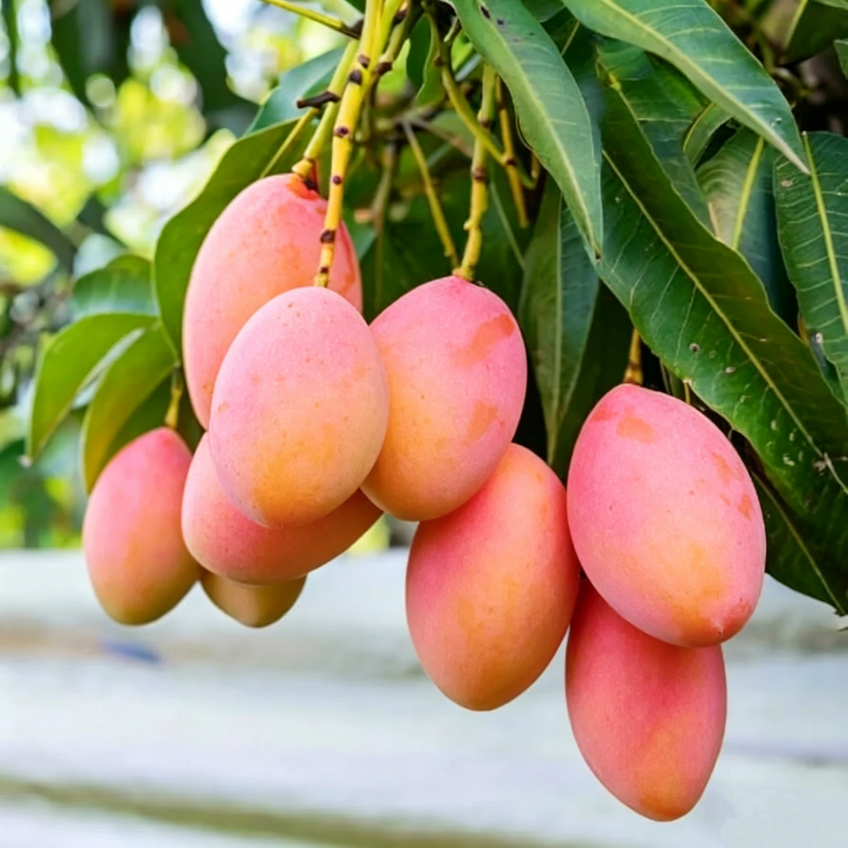 10PCS Extra-Sweet Superior Pink Mango for Plant