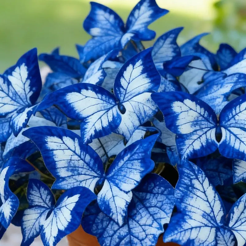 Butterfly Leaf Hosta – Shade-Loving Perennial for Garden