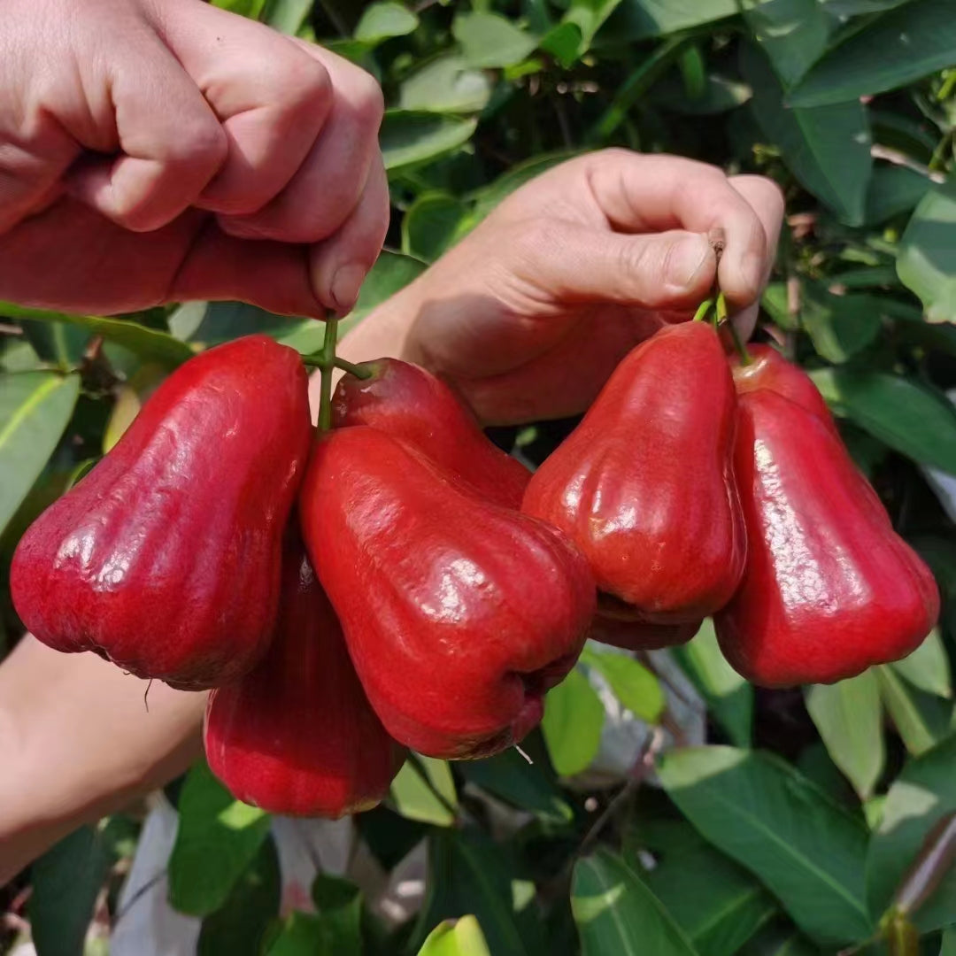 Wax Apple Fruit Growing Kit