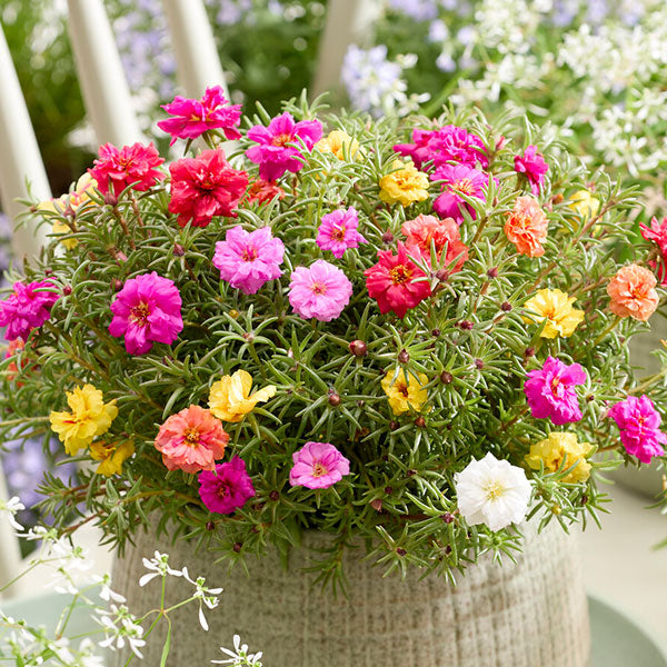 5000Pcs Double-Flower Moss Rose Mix
