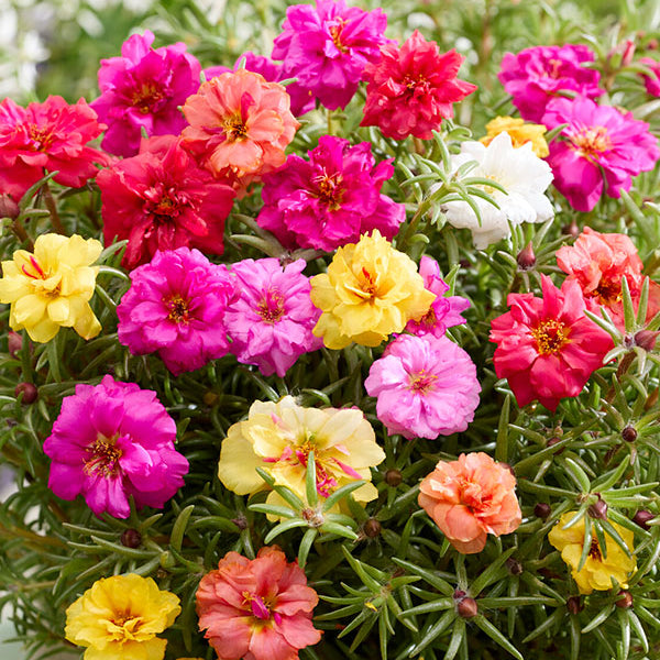 5000Pcs Double-Flower Moss Rose Mix