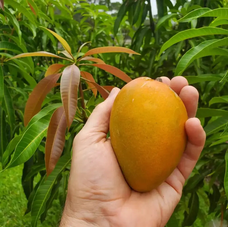 10PCS Extra-Sweet Superior Pink Mango for Plant