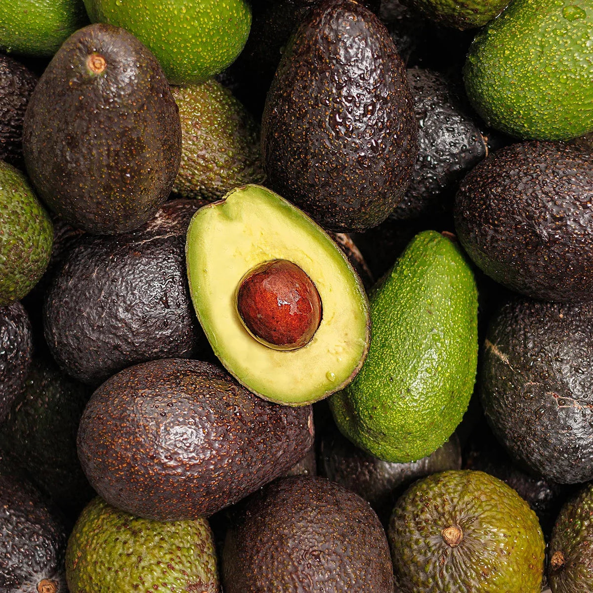 Creamy Avocado Tree Growing Kit