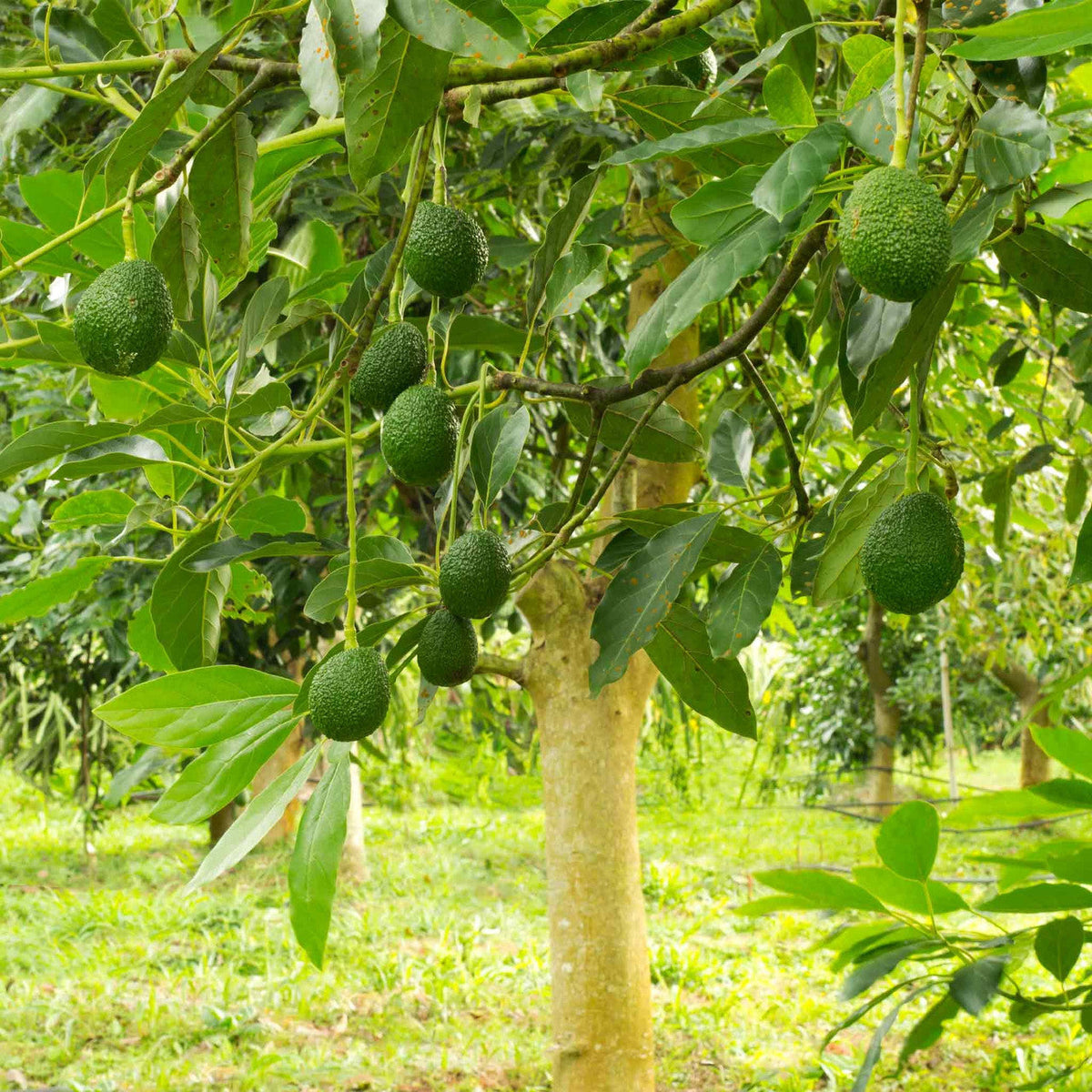 Creamy Avocado Tree Growing Kit