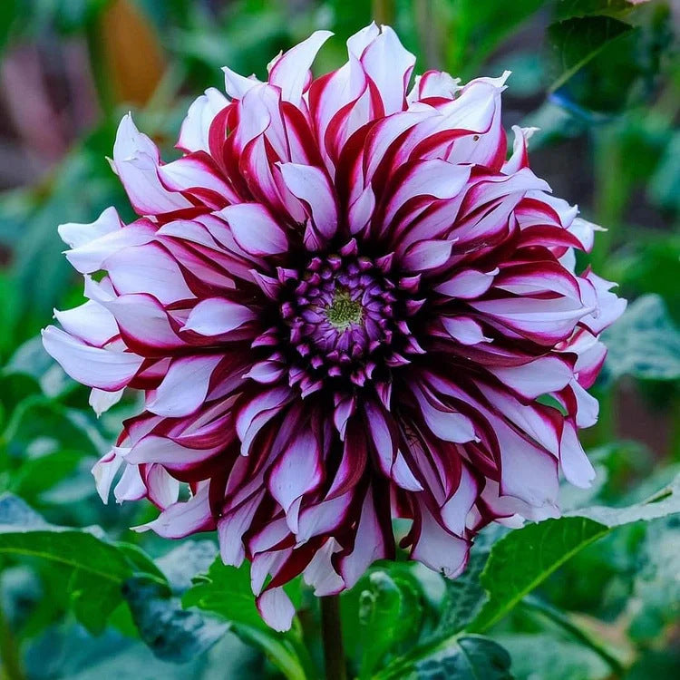 Dahlia Flower Planting Collection — Vibrant Blooms for Stunning Gardens