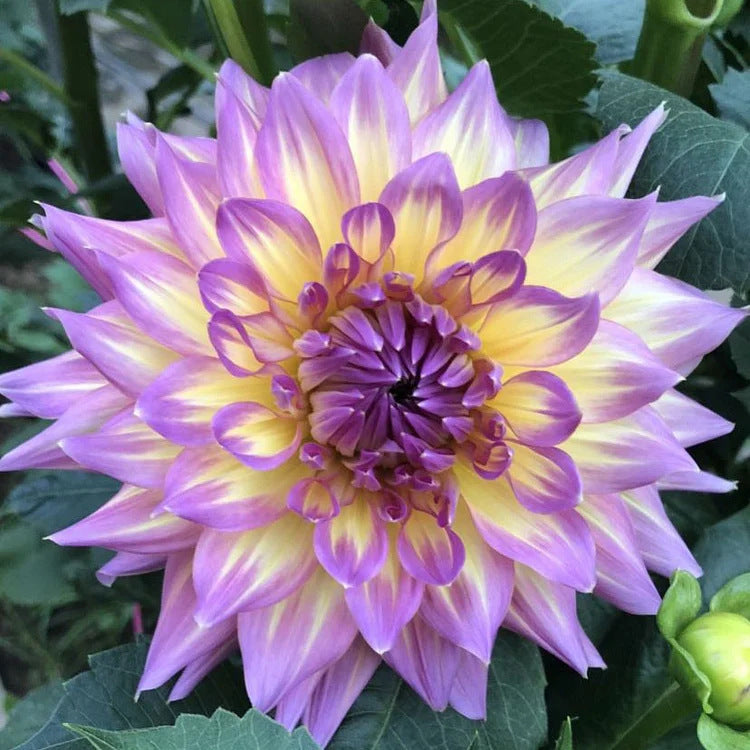 Dahlia Flower Planting Collection — Vibrant Blooms for Stunning Gardens