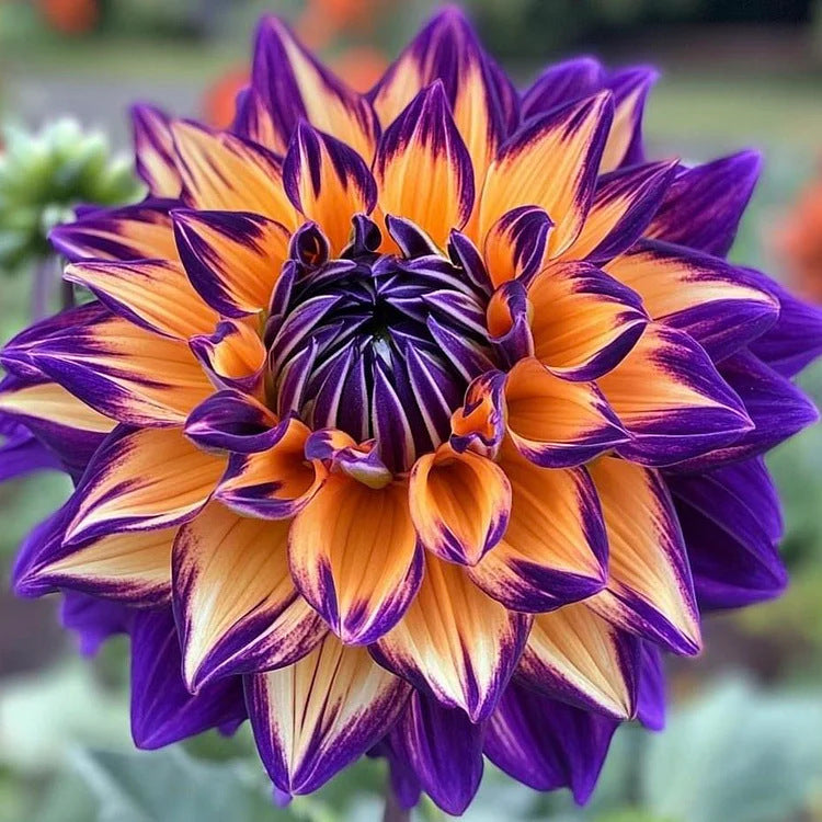 Dahlia Flower Planting Collection — Vibrant Blooms for Stunning Gardens