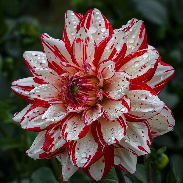Dahlia Flower Planting Collection — Vibrant Blooms for Stunning Gardens