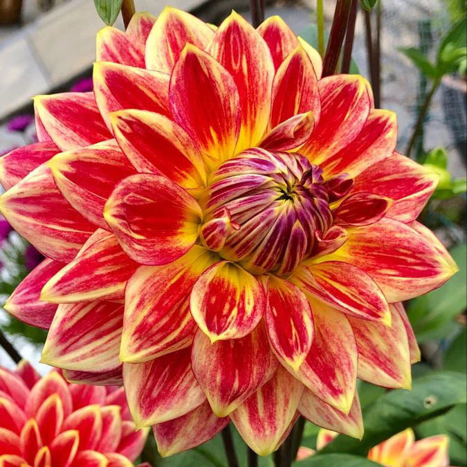 Dahlia Flower Planting Collection — Vibrant Blooms for Stunning Gardens