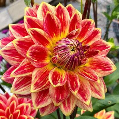 Dahlia Flower Planting Collection — Vibrant Blooms for Stunning Gardens