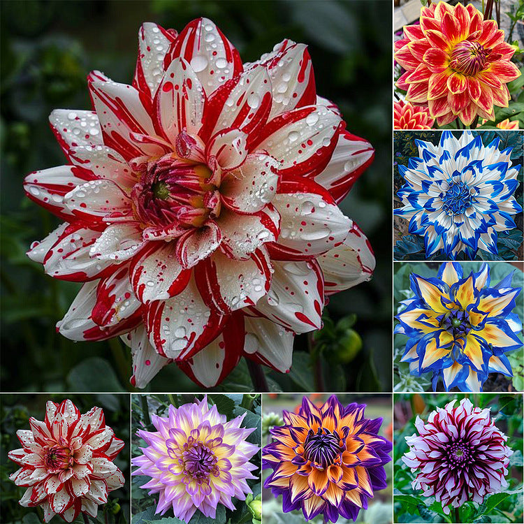 Dahlia Flower Planting Collection — Vibrant Blooms for Stunning Gardens