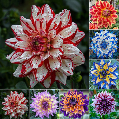 Dahlia Flower Planting Collection — Vibrant Blooms for Stunning Gardens