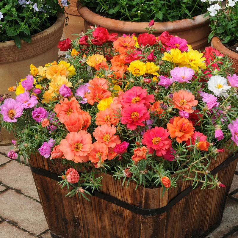 5000Pcs Double-Flower Moss Rose Mix