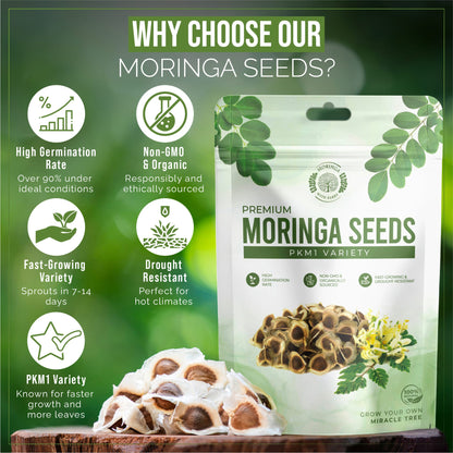 Fast-Growing Superfood Moringa for Planting