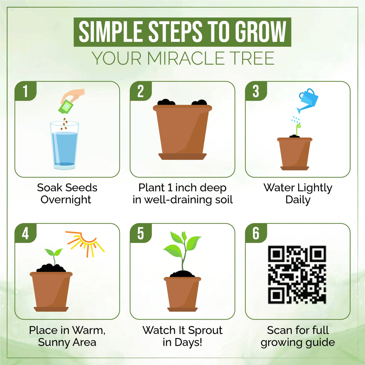 Fast-Growing Superfood Moringa for Planting