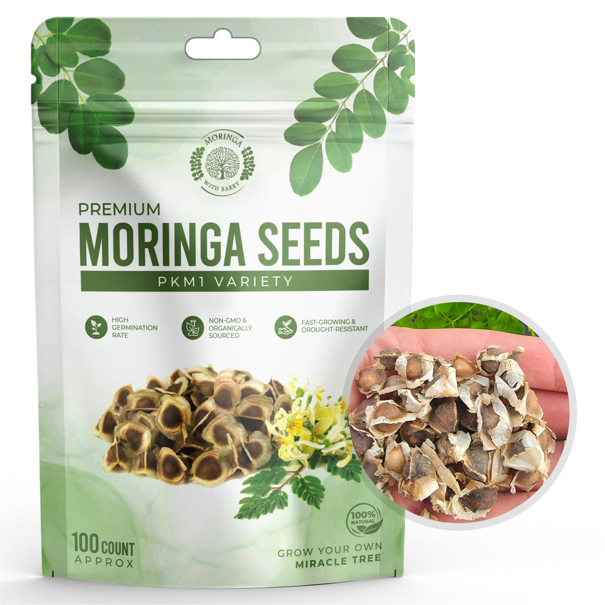 Fast-Growing Superfood Moringa for Planting